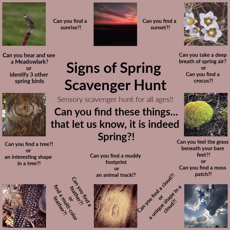 Can you hear and see a Meadowlark? Can you find a sunrise?
Can you find a sunset?
Can you take deep breath of spring air?
Can you find a crocus?
Can you find a tree?
Can you find a muddy footprint or an animal track?
Can you feel the grass beneath your feet?
Can you find cloud? Can you find a feather?